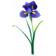 Iris Flower Element