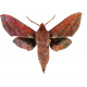 Textured Moth Element Drawing Close