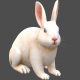 3D-Angora rabbit white-2