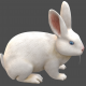 3D-Angora rabbit white-3