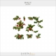 Holly