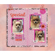 My Pomeranians: Mom, Dad and Baby