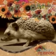 Hedgehog