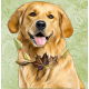 GOLDEN ............. for AKI