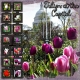 Tulips at the Capitol