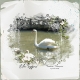 Un cygne