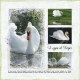 Le cygne de Norges