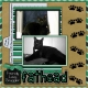 Fathead- A Furbaby Looking for his furever home....