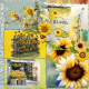 Shine like a Sunflower (2024)