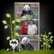 Yang Yang the Panda (again)