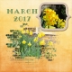 Daffodils in March