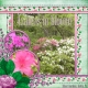 Azaleas in bloom! (PStorm)