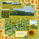 Fields of Sunflowers 6-scr