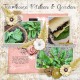 Farmhouse Kitchen &amp; Garden: Spinach
