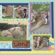 2015_06_04 Zoo lions 02