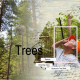 Redwoods Tree Walk