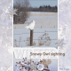Winter- Snowy Owl