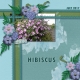 Hibiscus bush
