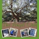 Angel Oak