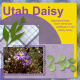Utah Daisy