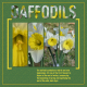 Daffodils scraplift