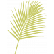 Palm Branch Illustration - Template 01