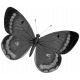 Pond Life Butterfly Template