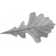 Leaf Template 021