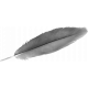 Feather Template 001