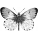 Butterfly Template 031